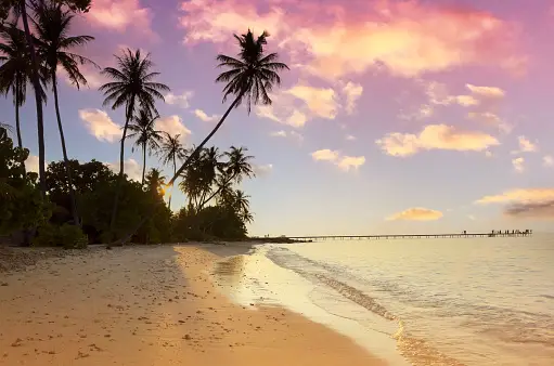 An image of a tropical beach with palm trees.